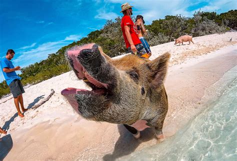 carnival swimming with pigs|Hi just curious if anyone has done the swimming with pigs and